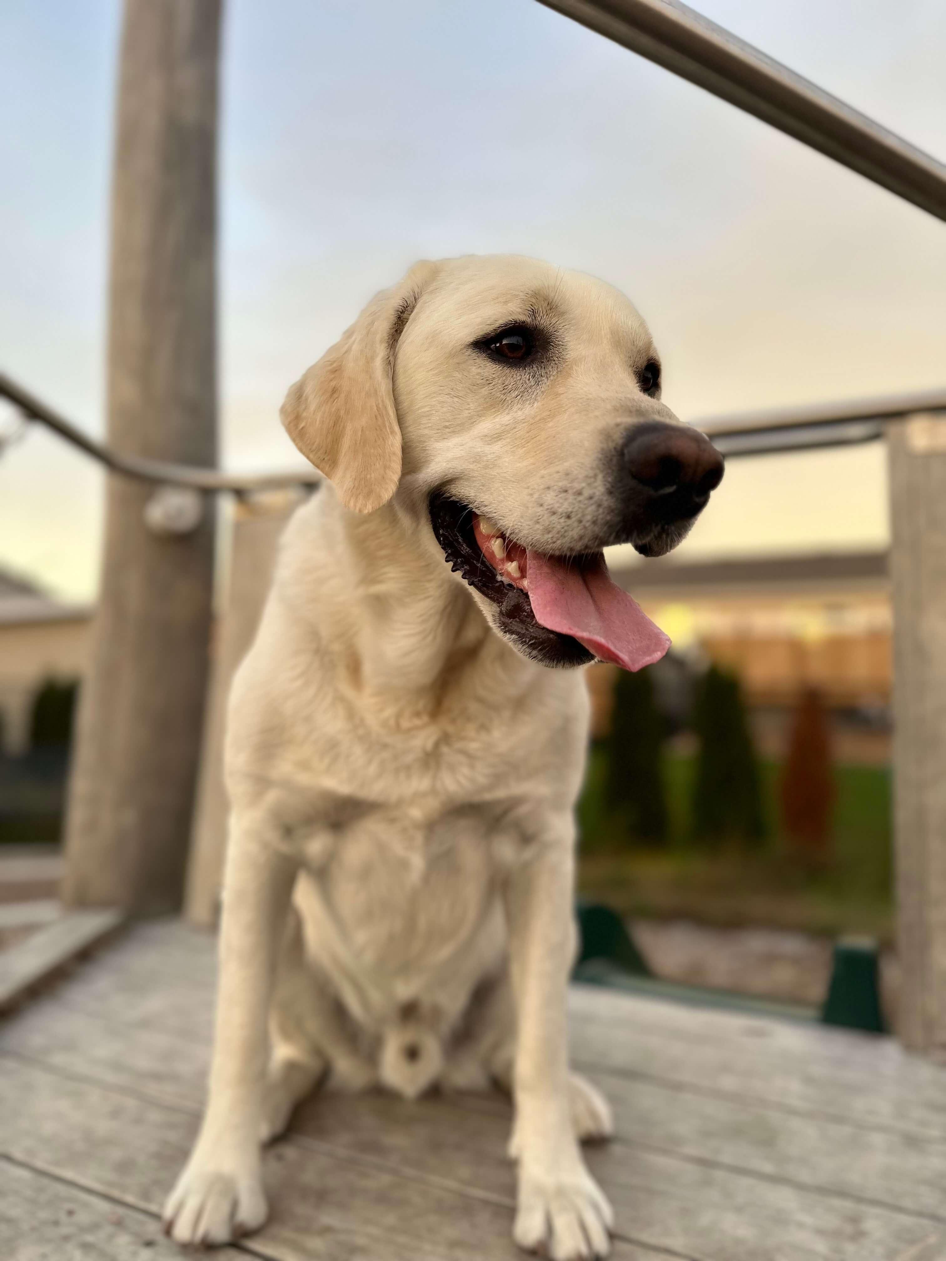 Cooper, Chief Happiness Officer at Family Chiropractic Centre